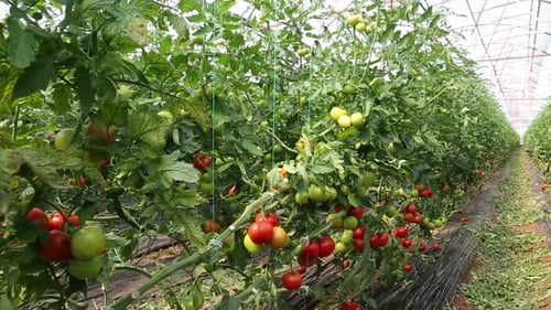 Tomato plants with ripening fruits in greenhouse