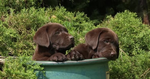 Brown Labrador Retriever, Puppies Playing in a Flowerpot, Normandy, Slow Motion 4K