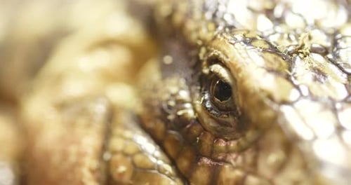 Collared Lizard Close up