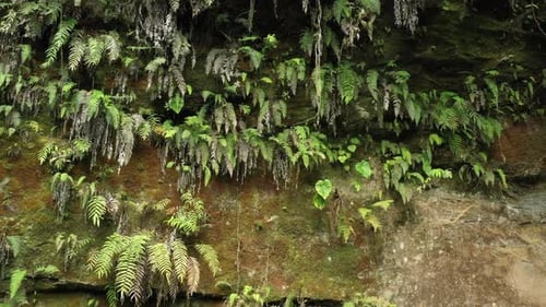 Flying backwards to show more of a cliff covered in ferns and moss