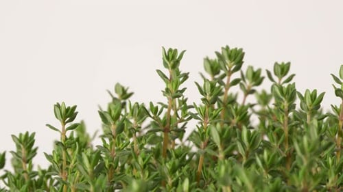 Thyme 07