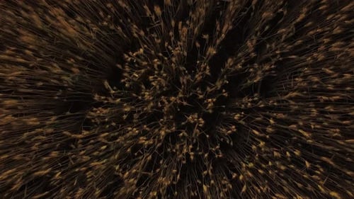 Flying On A Drone Over Ears Of Yellow Wheat On The Field