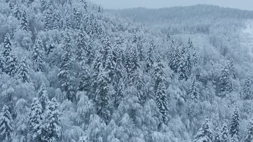 Luftaufnahme: Fichten- und Kiefernwinterwald, der vollständig mit Schnee bedeckt ist.