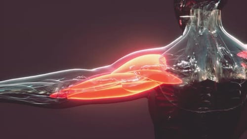 Animated Human Arm Muscles Anatomy Medical Science