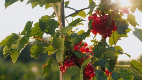 Red Currant Shrub Growing in the Summer Sunlight