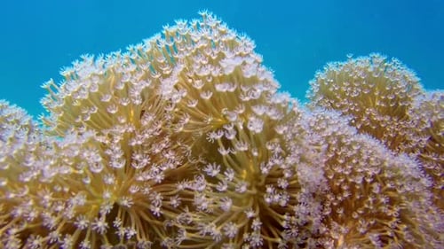 Light Yellow Coral Swaying Gently Underwater