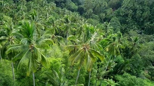 Aerial Shot of Dense Jungle on Tropical Island