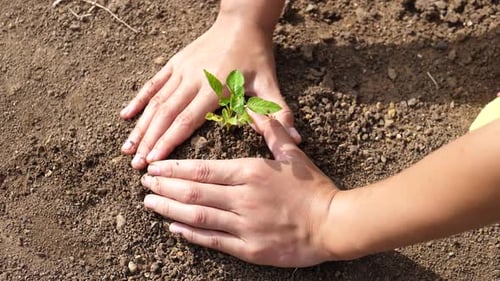Hands Planting Small Green Plant into Soil