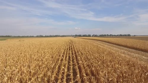 Flying Low Above Corn Field During Harvest