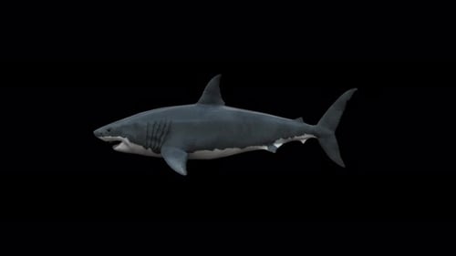 Animated 3D Great White Shark Swimming with Alpha Channel