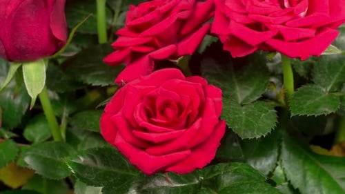 Zeitraffer beim Öffnen der roten Rosenblume