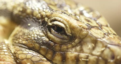Collared Lizard Close up