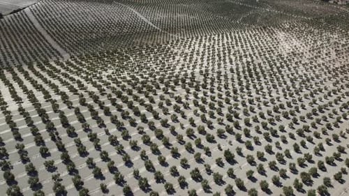 Vista aérea de drone da plantação de oliveiras na Espanha. Vastos campos plantados com oliveiras