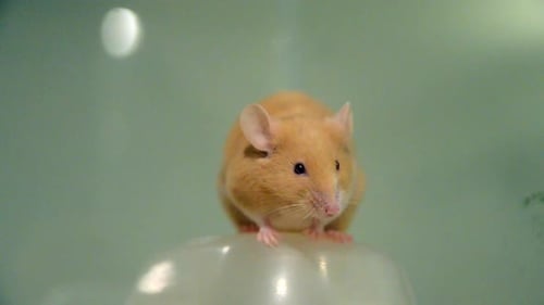 Golden Mouse Sitting Still in Close Up