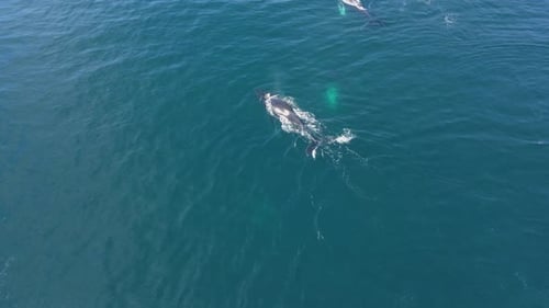 Ballenas jorobadas en el océano
