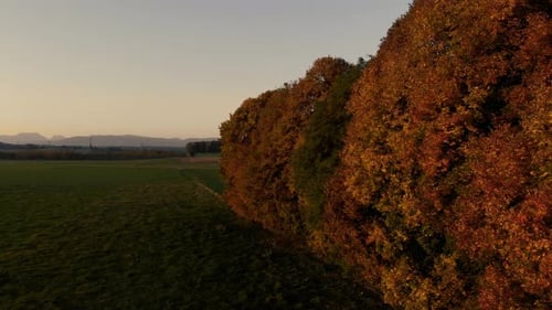 Clip aérien d'un grand arbre en automne, dans la plaine plate bavaroise. Forte présence de l'automne