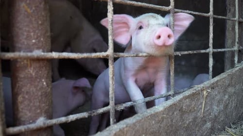 Young Fattening Pigs In The Pigpen