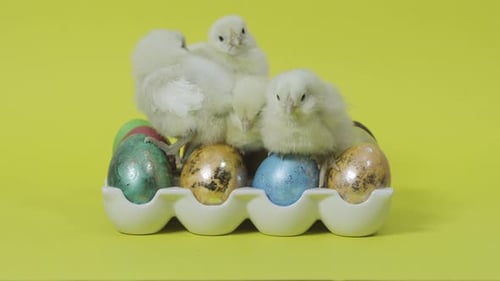 Adorable Chicks Nestled Atop Decorated Easter Eggs