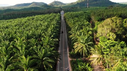 Balade en voiture et à vélo sur la route le long des palmiers,