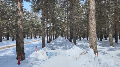 snowy path walking in the woods