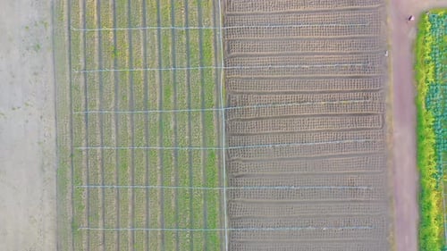 Luftaufnahme von oben auf das Dach einer Farm der Gartenpflanzenindustrie im landwirtschaftlichen Konzept mit Reisfeld.