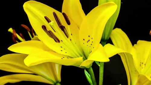 Yellow Lily Blossom 5