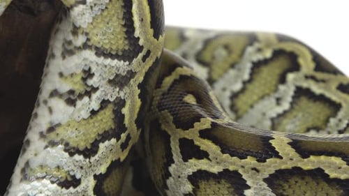 Royal Python o Python Regius sobre un obstáculo de madera en el estudio sobre un fondo blanco