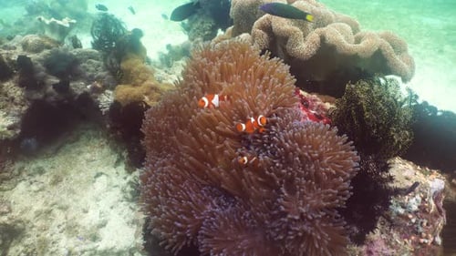 Clownfish Swimming in Anemone on Coral Reef
