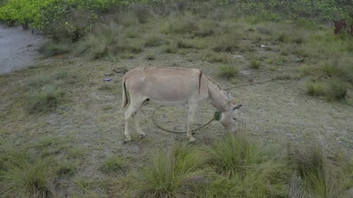 Circling around a grey colored donkey that is grazing