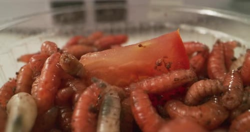 Worms Loosening Up Soil