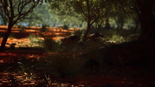 Animated Sunlight Through Trees in Natural Forest Scene