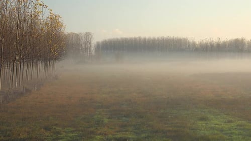 Foggy Rural Field with Tall Trees in Morning
