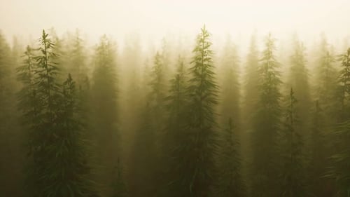 Plantation of Cannabis in Deep Fog