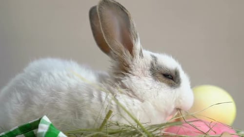 Fluffy Rabbit Resting with Colorful Easter Eggs