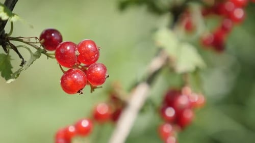 Couleur rouge rubin de la plante Ribes rubrum peu profonde DOF 4K 2160p 30 images par seconde, images par seconde, vidéo UltraHD - Fruit sain, sh