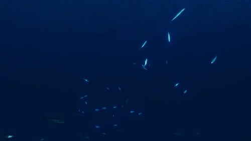 Des poissons rougeoyants au fond de l'océan