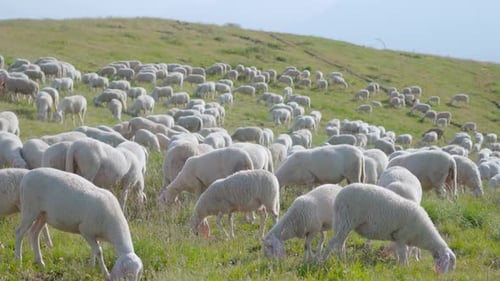 Many Sheep Eat Grass on the Green Hills