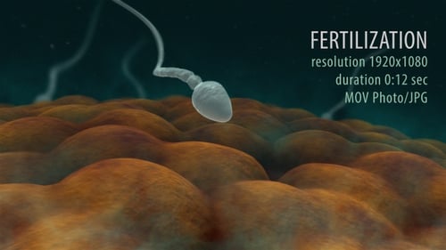 Ovum Fertilization