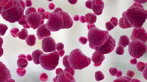 Fresh Red Raspberries Falling in Slow Motion