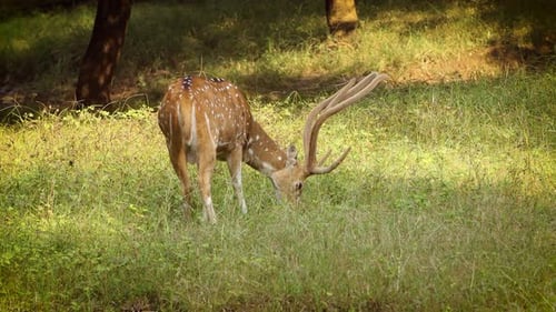 Chital or Cheetal, Also Known As Spotted Deer, Chital Deer, and Axis Deer
