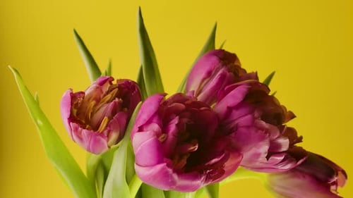 Closeup Timelapse Growing Big Bud Tulips Flowers and Green Petals Growing Plant
