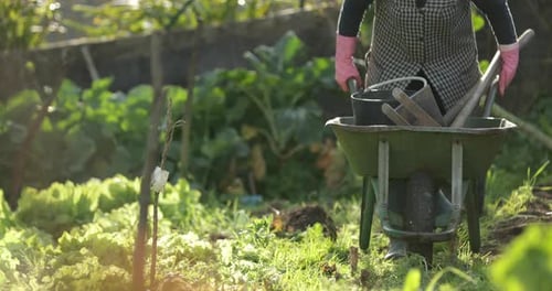Farmer Puts Farm Tools Inside The Handcart And Pushes Away From The Garden. close up