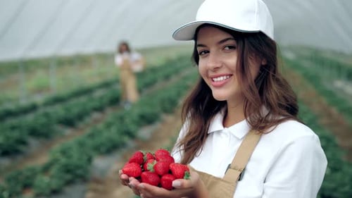 Smiling Women Harvesting Fresh Strawberries in Greenhouse