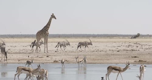 Giraffe, Zebras, Oryx and Springbok at Watering Hole