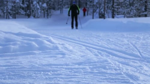 Ski Walk in the Winter Forest