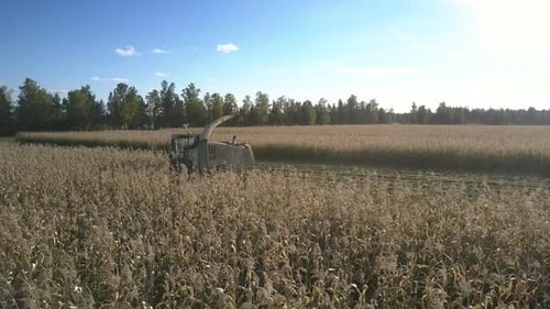 Maschine zum Ernten von Ständen auf Feld zwischen Maisstängeln