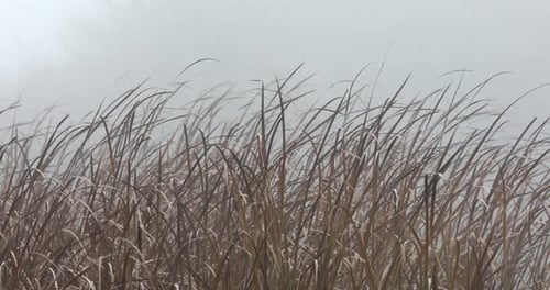 Brown Grasses Blowing in the Wind