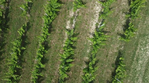 Viñas
