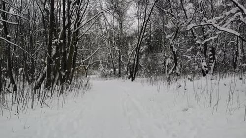 Walking in forest on hiking trail.
