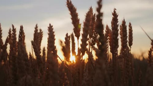 Spikelets of Wheat in the Sunlight